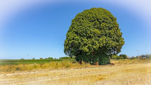 ‘Bedeu Beumke’ uit Tongeren-Borgloon verkozen tot Boom van het Jaar 2026